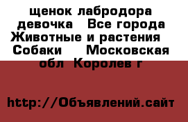 щенок лабродора девочка - Все города Животные и растения » Собаки   . Московская обл.,Королев г.
